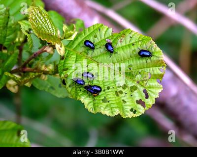 Erlenblattkäfer auf einem Erlenblatt Stockfoto