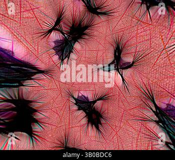 Eine abstrakte Komposition mit einem Netzwerk aus komplizierten, scharfkantigen Formen, durchsetzt mit weichen Texturen und lebhaften Farben, die ein dynamisches visuelles Zusammenspiel schaffen. Ein lebendiges kreisförmiges Design mit einem komplizierten Muster aus Blättern und Blumenmotiven, die mit Farbaufbrüchen und Texturen verflochten sind. Die Komposition verbindet organische Formen mit einem dynamischen Hintergrund und schafft ein fesselndes Zusammenspiel von Natur und künstlerischem Ausdruck. Klassische Kunst mit einem modernen Twist von Artotop, transformierte französische Stoffe, erste Hälfte des 19. Jahrhunderts, Klassische Kunst mit einem modernen Twist neu interpretiert von Stockfoto