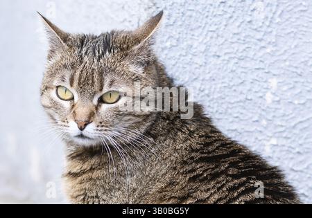 Lustige Katze auf weißem Hintergrund Stockfoto