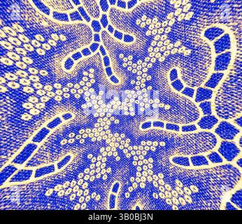 Ein lebendiges Muster mit komplexen Formen und Texturen, das eine Mischung aus organischen Formen und geometrischen Designs in kräftigen Kontrastfarben zeigt. Ein lebendiges kreisförmiges Muster mit komplexen Seesternen-Designs in Blau- und Cremetönen, akzentuiert durch einen detaillierten Hintergrund aus winzigen Punkten, die ein Gefühl von Bewegung und Unterwasserleben hervorrufen. Klassische Kunst mit einem modernen Twist von Artotop, transformierte französische Stoffe, erste Hälfte des 19. Jahrhunderts, klassische Kunst mit einem modernen Twist von Artotop Stockfoto