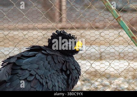 Seitenansicht eines schwarzen Great Curassow Vogels mit verziertem Gefieder und gelber Gesichtsmarkierung am Zaun Stockfoto