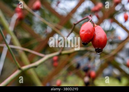 Close up of two vibrant red berries on a tree branch, showcasing beauty Stockfoto