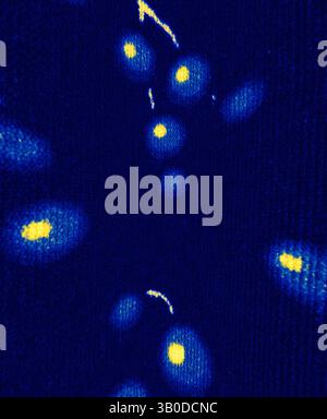 Eine lebendige Anzeige von leuchtenden Spots vor tiefblauem Hintergrund, die auf ein dynamisches Zusammenspiel von Licht und Schatten hindeuten. Die verstreuten leuchtenden Punkte erzeugen ein Gefühl von Bewegung und Tiefe und laden den Betrachter ein, die komplizierten Details zu erkunden. Ein lebendiges Muster mit blauen und gelben Beeren vor einem tiefen marineblauen Hintergrund, das zarte Zweige hervorhebt, die mit der Frucht verflochten sind. Klassische Kunst mit einem modernen Twist von Artotop, transformierte französische Stoffe, erste Hälfte des 19. Jahrhunderts, klassische Kunst mit einem modernen Twist von Artotop Stockfoto