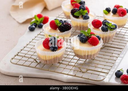 Mini-Käsekuchen in einer Muffinpfanne gebacken mit frischen Beeren Stockfoto