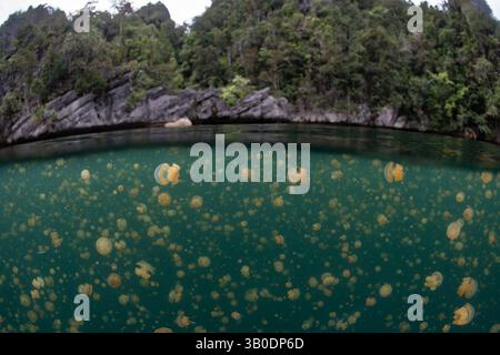 Ein riesiger Schwarm goldener Quallen, Mastigias sp., schwimmt in einem See in der Nähe von Misool, Raja Ampat, Indonesien. Diese Gelees haben keine starken Stiche. Stockfoto