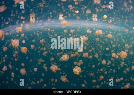 Ein riesiger Schwarm goldener Quallen, Mastigias sp., schwimmt in einem See in der Nähe von Misool, Raja Ampat, Indonesien. Diese Gelees haben keine starken Stiche. Stockfoto