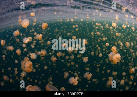 Ein riesiger Schwarm goldener Quallen, Mastigias sp., schwimmt in einem See in der Nähe von Misool, Raja Ampat, Indonesien. Diese Gelees haben keine starken Stiche. Stockfoto