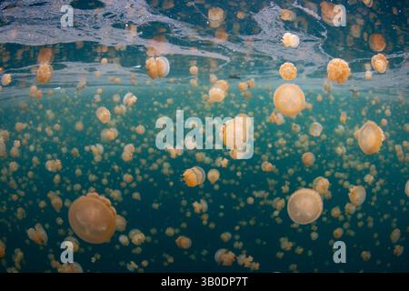 Ein riesiger Schwarm goldener Quallen, Mastigias sp., schwimmt in einem See in der Nähe von Misool, Raja Ampat, Indonesien. Diese Gelees haben keine starken Stiche. Stockfoto