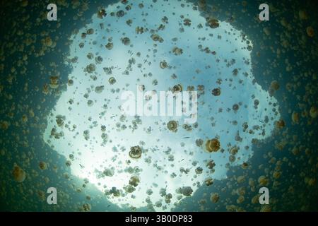 Ein riesiger Schwarm goldener Quallen, Mastigias sp., schwimmt in einem See in der Nähe von Misool, Raja Ampat, Indonesien. Diese Gelees haben keine starken Stiche. Stockfoto