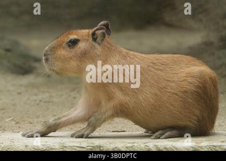 Seitenansicht einer niedlichen Capybara, die auf dem Boden liegt Stockfoto