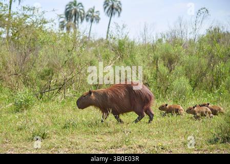 Ausgewachsene weibliche Capybara, Hydrochoerus hydrochaeris, größtes lebendes Nagetier, das in Südamerika beheimatet ist und mit vier Jungtieren in freier Wildbahn spaziert Stockfoto