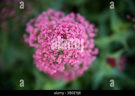 Rosa Baldrian Blume aus der Nähe Stockfoto