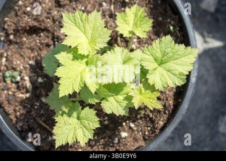 Tiarella cordifolia Pflanzen werden in einer Gärtnerei für Setzlinge im Garten angebaut. Sonniger Frühlingstag. Stockfoto