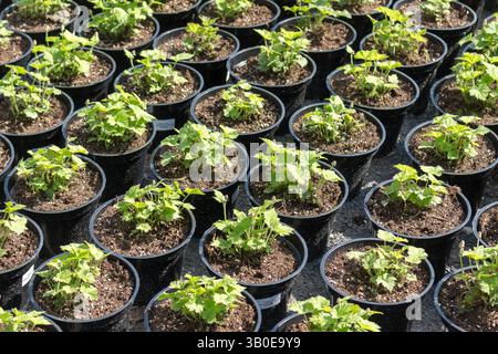 Tiarella cordifolia Pflanzen werden in einer Gärtnerei für Setzlinge im Garten angebaut. Sonniger Frühlingstag. Stockfoto