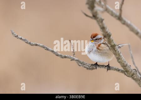 American Tree Sparrow Vogel ein Baumzweig im Winter. Stockfoto