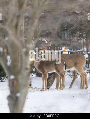 Nahaufnahme von drei Hirschen in Wäldern im Winter. Stockfoto