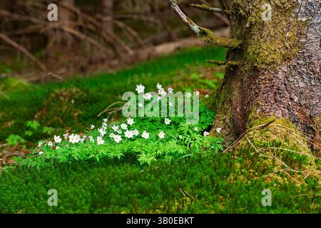Zarte weiße Wildblumen wachsen lebhaft um die Basis eines robusten Baumes in einem lebhaften grünen, moosigen Wald. Stockfoto