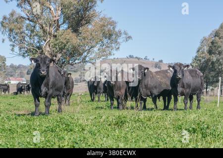 Herde von Angus-Bullen auf der Weide Stockfoto
