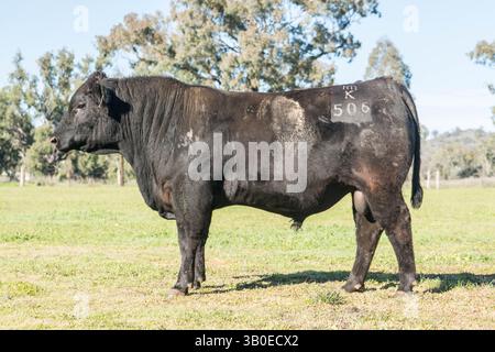 angus-Stier Stockfoto
