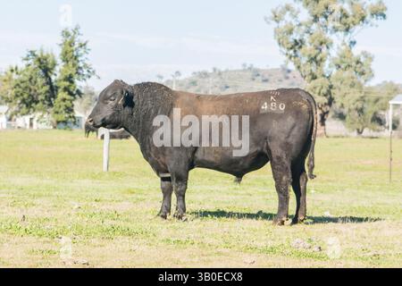 angus-Stier Stockfoto