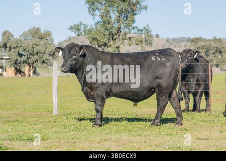 angus-Stier Stockfoto