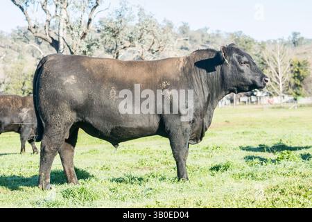 angus-Stier Stockfoto