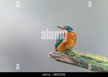 eisvogel (Alcedo atthis) hockte im Winter auf einem frostigen, moosigen Zweig in Polen. Stockfoto