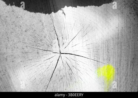 Makrofoto eines Baumstamms mit einer ausgeprägten Textur und verwitterter Rinde, sichtbare Korndetails Stockfoto