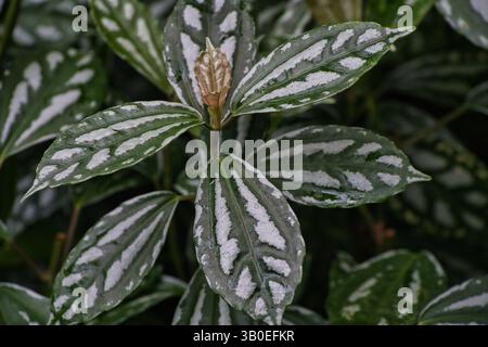 Eine grüne Pflanze mit glänzenden, weiß gestreiften Blättern und Wassertropfen, mit einer zentralen, hellbraunen Blütenknospe im Fokus. Stockfoto