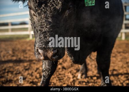 angus-Stier Stockfoto