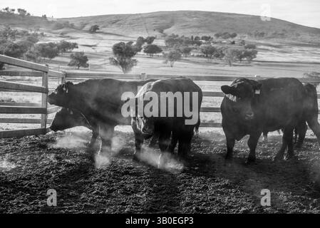 Herde von Angus-Bullen auf der Weide Stockfoto