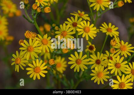 Wildpflanze jacobaea vulgaris in der Waldwiese. Bekannt als Beifuß, stinkender Willie oder würziger Beifuß. Gelbe zarte Blume auf grünem Hintergrund. Stockfoto