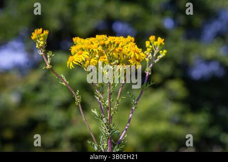 Wildpflanze jacobaea vulgaris in der Waldwiese. Bekannt als Beifuß, stinkender Willie oder würziger Beifuß. Gelbe zarte Blume auf grünem Hintergrund. Stockfoto