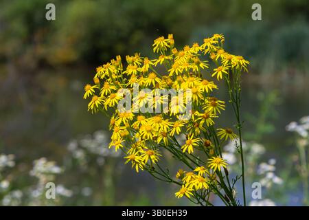 Wildpflanze jacobaea vulgaris in der Waldwiese. Bekannt als Beifuß, stinkender Willie oder würziger Beifuß. Gelbe zarte Blume auf grünem Hintergrund. Stockfoto