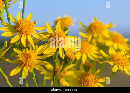 Wildpflanze jacobaea vulgaris in der Waldwiese. Bekannt als Beifuß, stinkender Willie oder würziger Beifuß. Gelbe zarte Blume auf grünem Hintergrund. Stockfoto