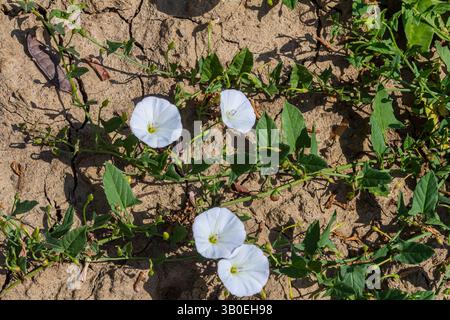 Feldbindweed oder Convolvulus arvensis European bindweed Creeping Jenny besitzt eine mehrjährige Pflanze mit offenen und geschlossenen weißen Blüten Stockfoto
