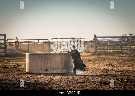 Arbeitshund springt aus einer Wasserrinne Stockfoto