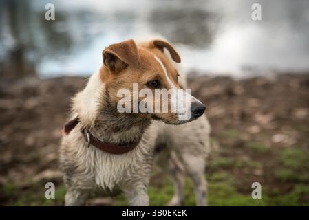 Porträt eines Jack Russell Terriers Stockfoto