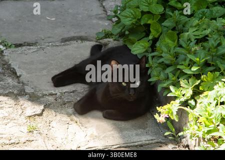 Schwarze Katze, die im Schatten auf dem Hof liegt, an sonnigem Tag Stockfoto
