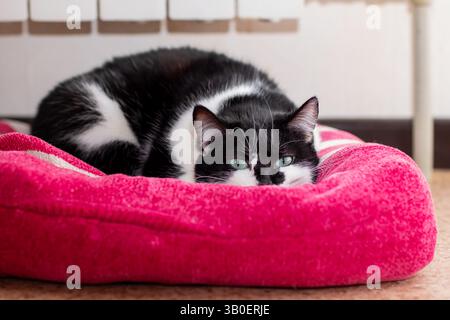Eine schwarz-weiße Katze liegt bequem auf einem weichen, flauschigen rosafarbenen Hundebett und genießt ihre Zeit an diesem gemütlichen Ort nur für sie Stockfoto