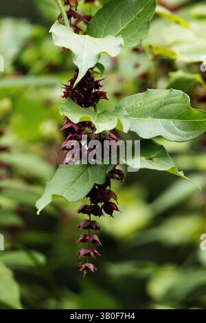 Himalaya-Geißblatt oder Himalaya-Muskatnuss oder Fasanbeere (Leycesteria formosa) Blüten isoliert auf einem natürlichen grünen Hintergrund Stockfoto