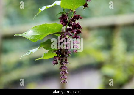 Himalaya-Geißblatt oder Himalaya-Muskatnuss oder Fasanbeere (Leycesteria formosa) Blüten isoliert auf einem natürlichen grünen Hintergrund Stockfoto