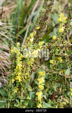 Ungarische Maulein (Verbascum speciosum) blüht isoliert auf einem natürlichen grünen Hintergrund Stockfoto