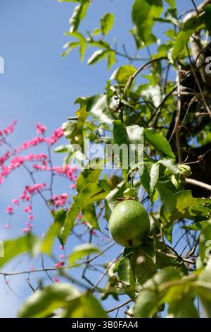 Nahaufnahme der Passionsfrucht im Hof Stockfoto