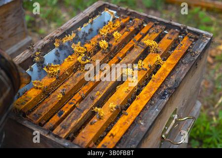 Wabenrahmen im Bienenstock in einem Bienenhaus. Foto: Honigproduktion. Stockfoto