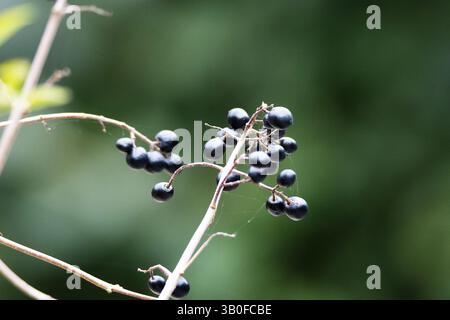 Wilde, gemeine oder europäische Früchte (Ligustrum vulgare) und Beeren, isoliert auf einem natürlichen grünen Hintergrund Stockfoto