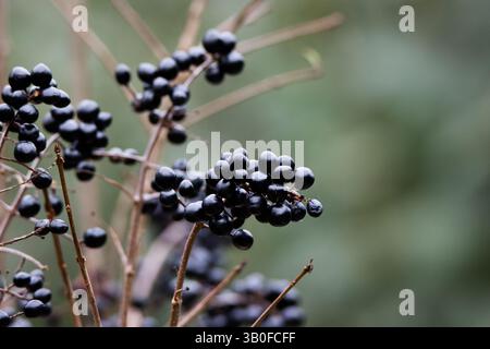 Wilde, gemeine oder europäische Früchte (Ligustrum vulgare) und Beeren, isoliert auf einem natürlichen grünen Hintergrund Stockfoto