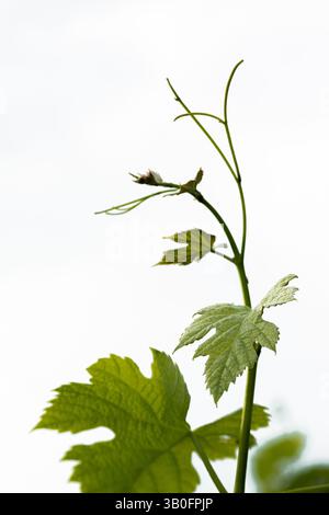 Ein Rebzweig, der sich zum Himmel erstreckt Stockfoto