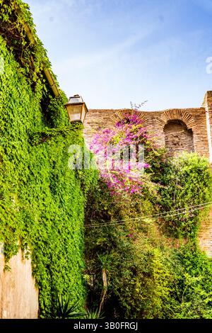 Malerischer Blick auf eine ruhige Gasse mit Efeu-bedeckten Wohnhäusern und üppiger Vegetation im Viertel Trastevere in Rom, Italien. Stockfoto