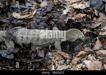 Ein asiatischer Wasserwächter kriecht durch einen grünen Wald in Singapur. Stockfoto